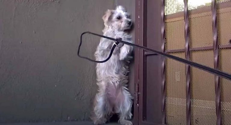 Stray Dog Trembling In Fear Only Needed A Hug
