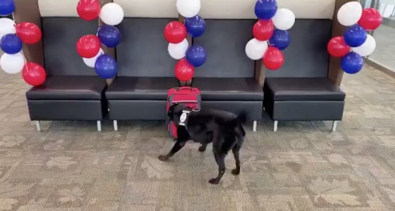 Bomb Sniffer Dog Gets Awesome Surprise Retirement Gift