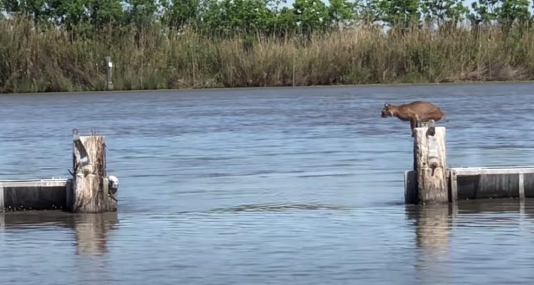 Bobcat Makes Incredible Jump Over Weir Look Easy