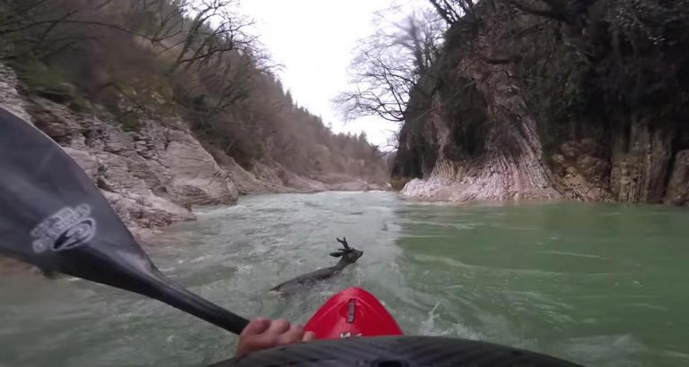Kayaker Saves Deer From Drowning In Turbulent River