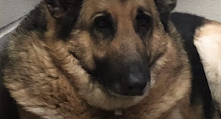 Overweight German Shepherd Loses 50 Pounds And Learns To Love