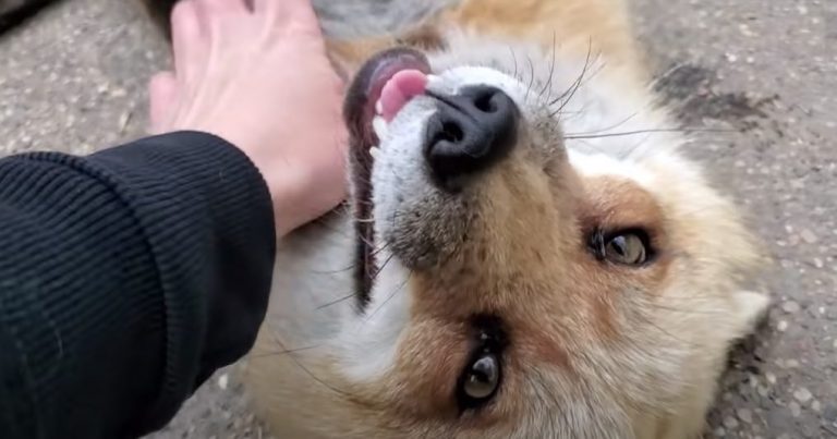 Foxes Adorably Chuckle When Greeted