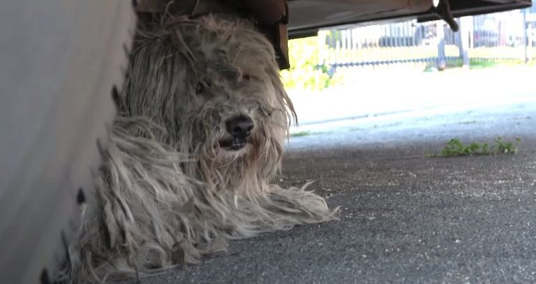 Homeless Dog’s Nightmare Transformed Into the Life of Her Dreams