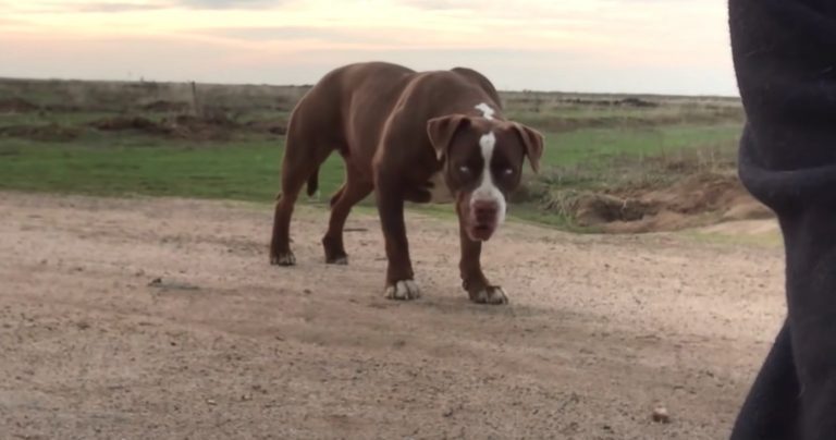 Abandoned Dog Rescued After 15 Months Of Living On Her Own In Orchard
