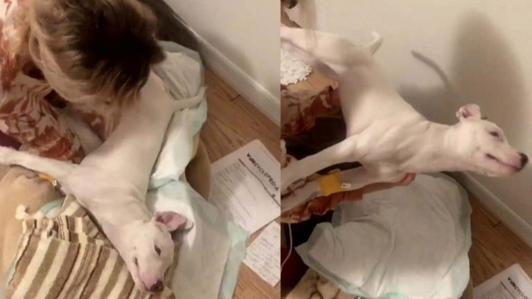 Woman Nurses Puppy Paralyzed By Tetanus Back To Health