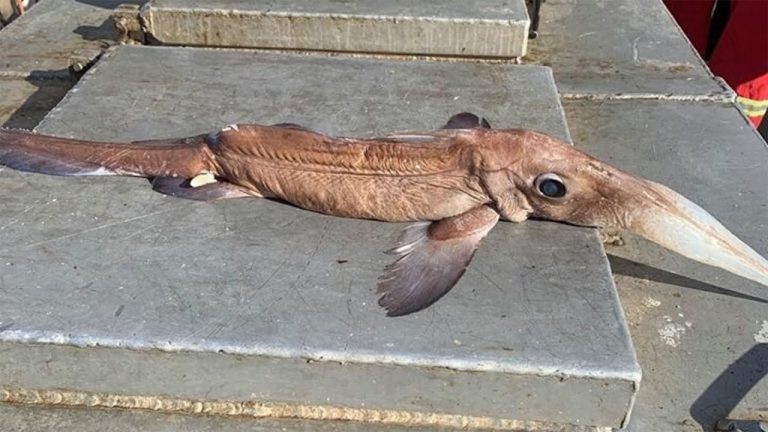 Newfoundland Fisherman Catches The Weirdest Fish He’s Ever Seen