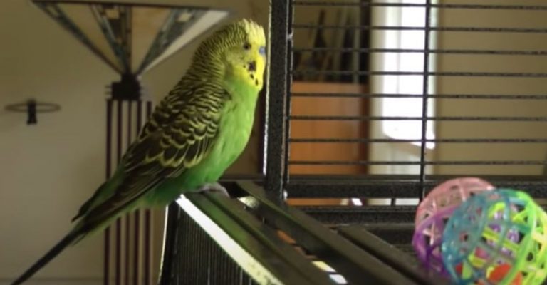 Amazing Budgie Loves Beat Boxing and Sharing His Favorite Phrases