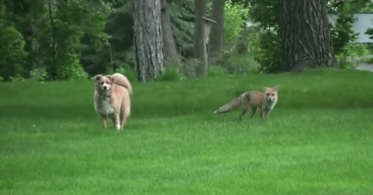 Fox Wants Dog to Come and Play With Her