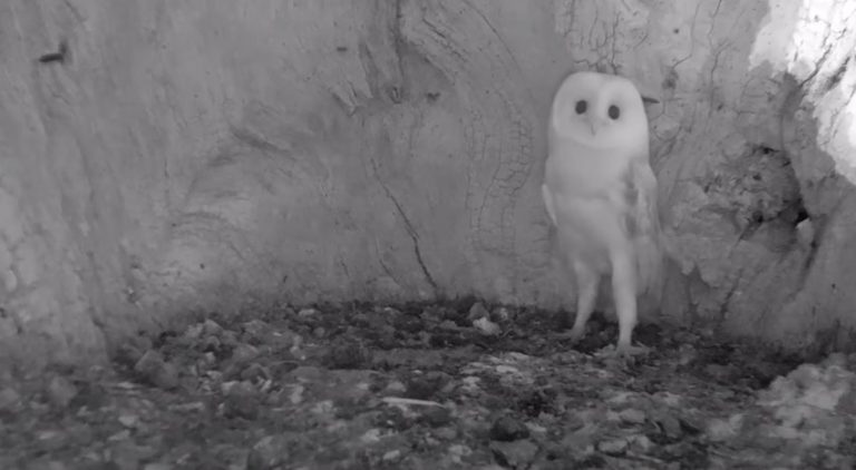 Baby Barn Owl Hears Thunder For The First Time
