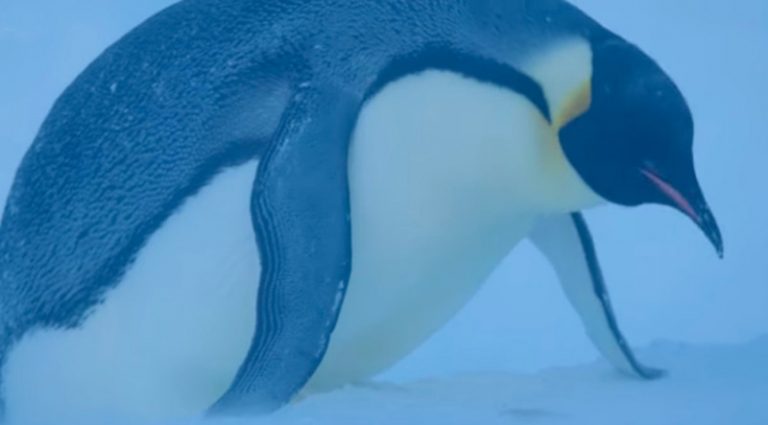 Trapped Penguins Facing Certain Death Rescued By Film Crew