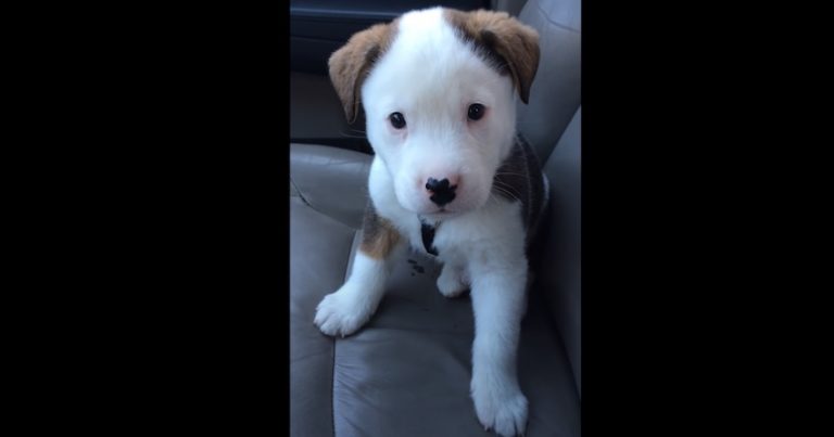 Cute Puppy Confused By Hiccups