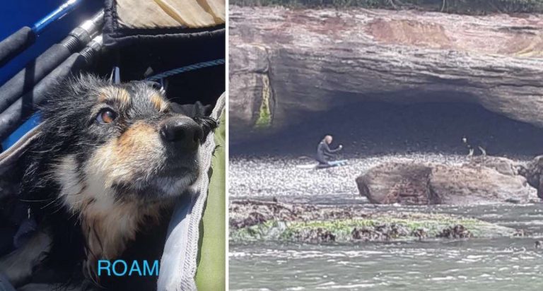lost dog rescued by surfers