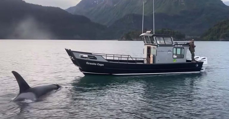 Frantic Otter Being Chased By Orca Jumps Onto Man’s Boat