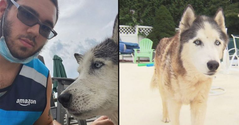 Amazon Delivery Driver Rescues Senior Husky From Drowning In Pool