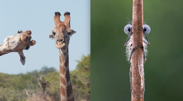 Funny Photos From Comedy Wildlife Photography Awards Provide Much Needed Laughter