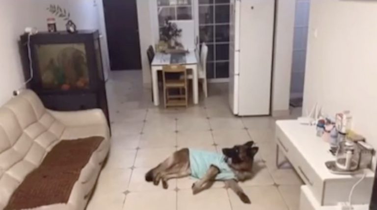Smart Dog Receives Delivery Package When Home Alone
