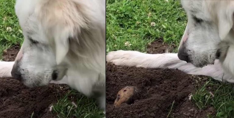 Gentle Dog Loves Saying Hello To Gophers