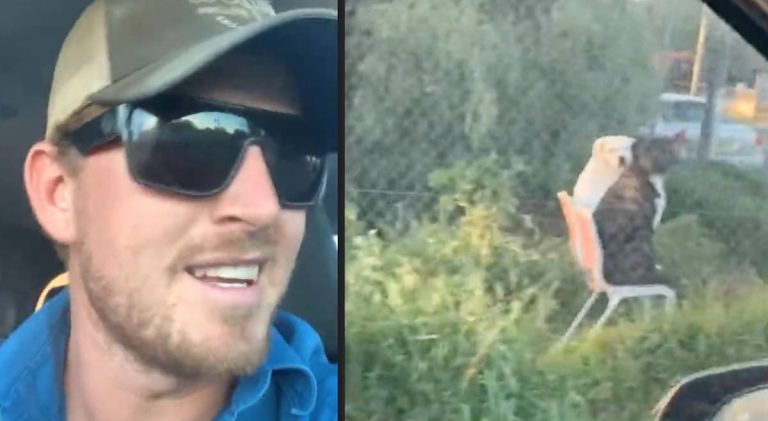 Dogs Sitting In Lawn Chairs Give Man A Scare