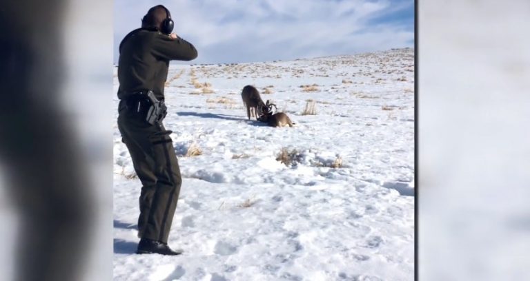 Wildlife Officer Fires Single Shot and Save Lives of Two Entangled Deer