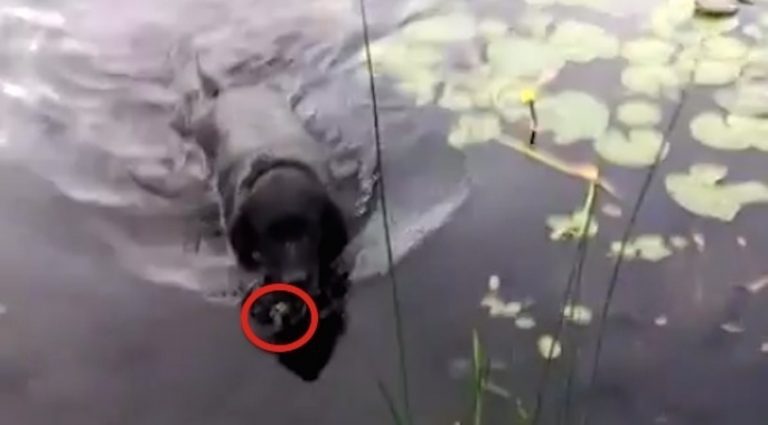 Dog Saves Baby Bird Stuck in Lake