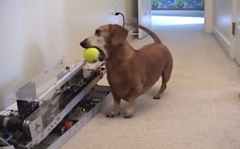 Smart Dachshund Needs No Help Playing With The Ball