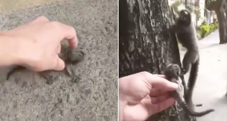 Man Rescues Baby Marmoset from Road and Returns Her to Her Mother