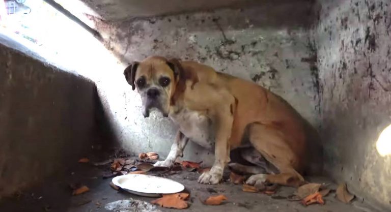senior dog rescued from drain
