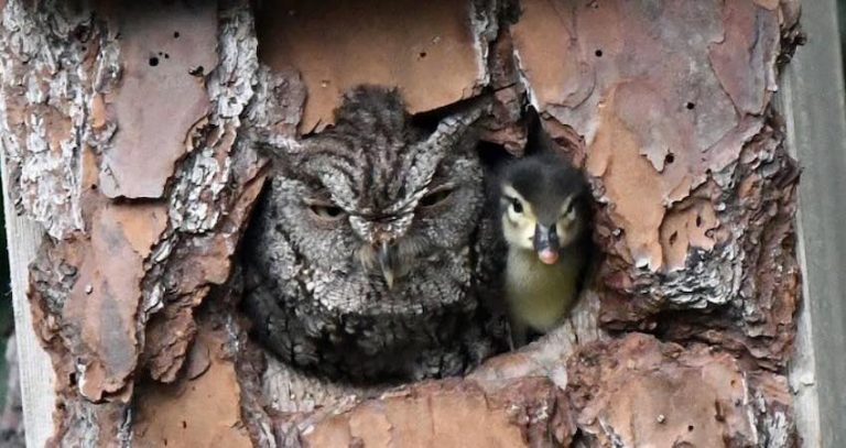 Owl and Duckling Pictured Together in Nesting Box a Once in a Lifetime Shot for Photographer