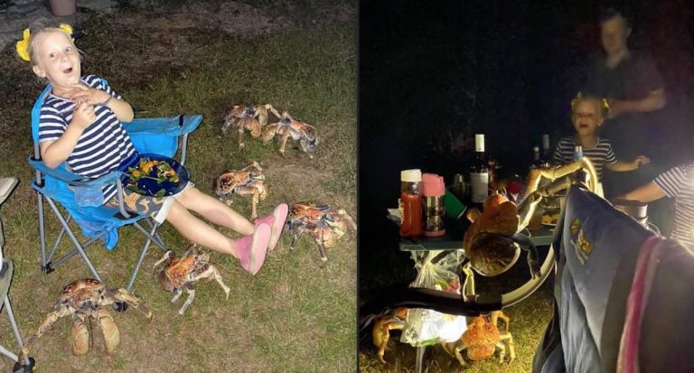 Robber Crabs Crash Campers’ BBQ To Steal Their Food