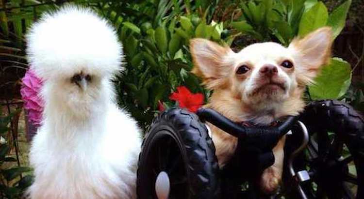 Two-legged Chihuahua and Rescued Chicken Have the Most Heartwarming Friendship