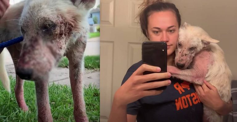 Stray Dog Goes From Scared To Snuggling Foster Mom