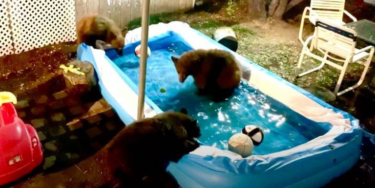 Bear Family Has Late Night Pool Party In Family’s Backyard