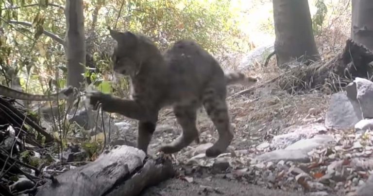 Dramatic Battle Between Bobcat and Rattlesnake Caught On Trail Camera