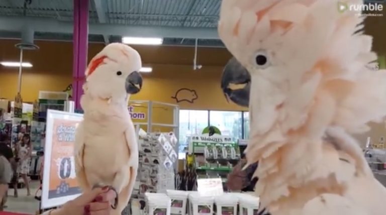 Cockatoos Are Super Excited To See Each Other For Play Date