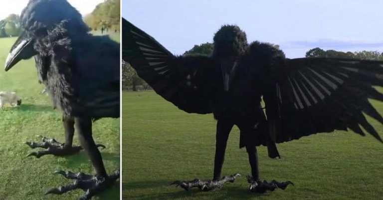 giant crow costume