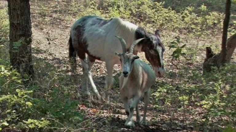 Goat Helps His Blind Horse Friend Get Around