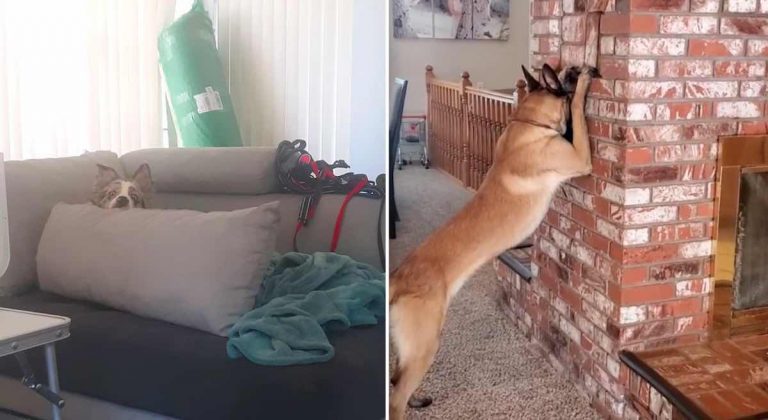 14 Dogs Make Hilarious Attempts at Playing Hide and Seek