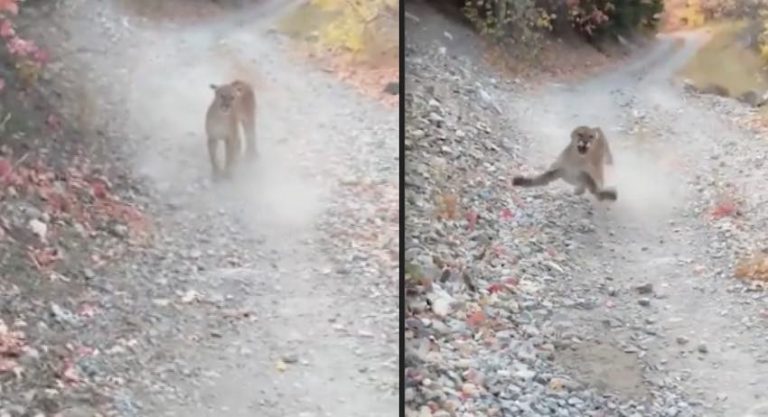 Jogger Pursued By Mama Cougar For Six Harrowing Minutes