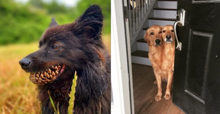 16 Times Pets Scared the Poop Out of Their Owners