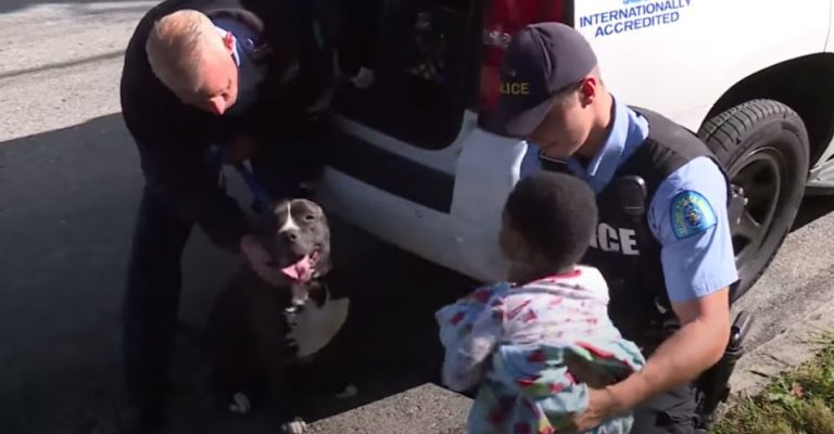 Stray Pit Bull Protects Lost Toddler Found Wandering The Streets