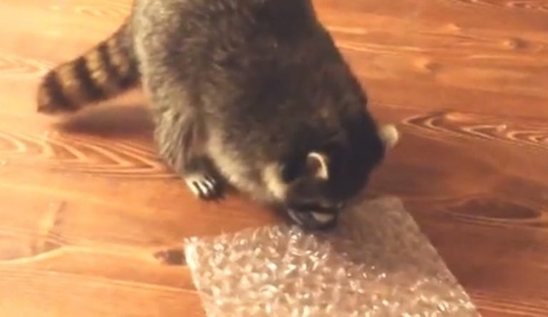 Raccoon Finds Bubble Wrap Irresistible