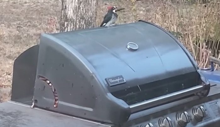 Man Finds Woodpecker Has Taken Over His Grill And Made It Into Giant Bird Feeder