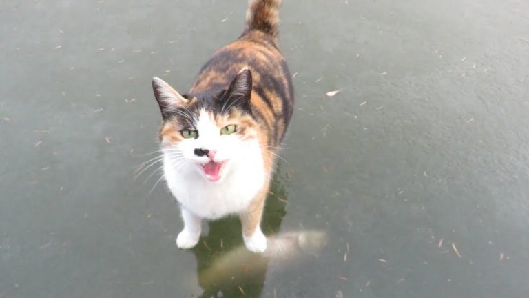 Calico Cat Is Determined to Retrieve Fish Frozen Under Ice
