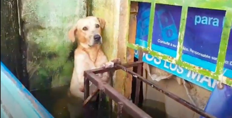 Dog Desperately Clinging To Wall Rescued From Hurricane Eta Floods