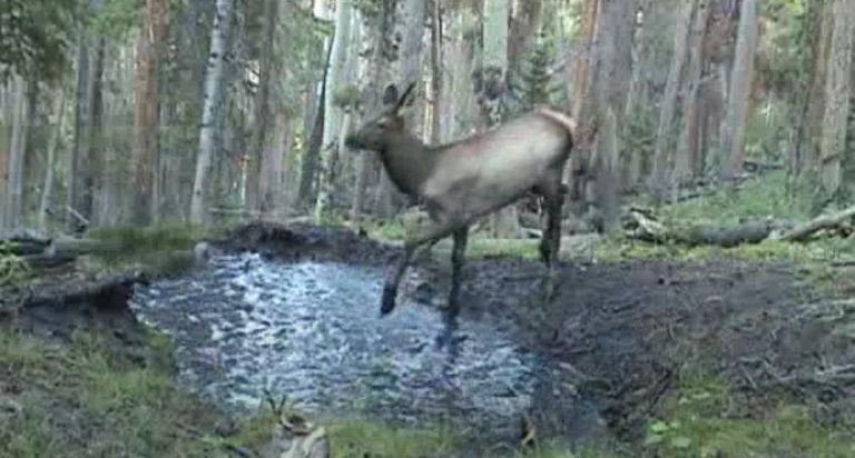 Baby Elk has Fun in Puddle When Nobody’s Looking