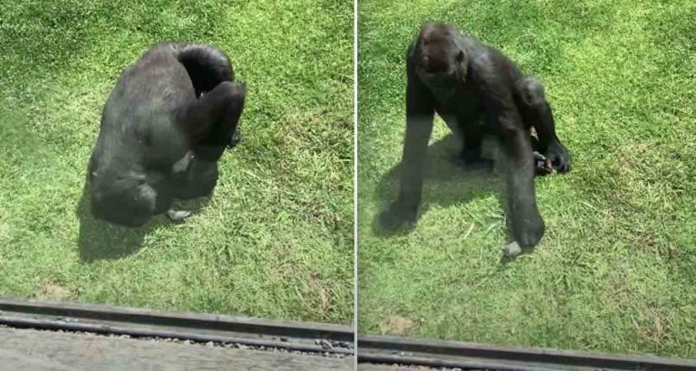 Gorilla Tenderly Checks On Injured Bird