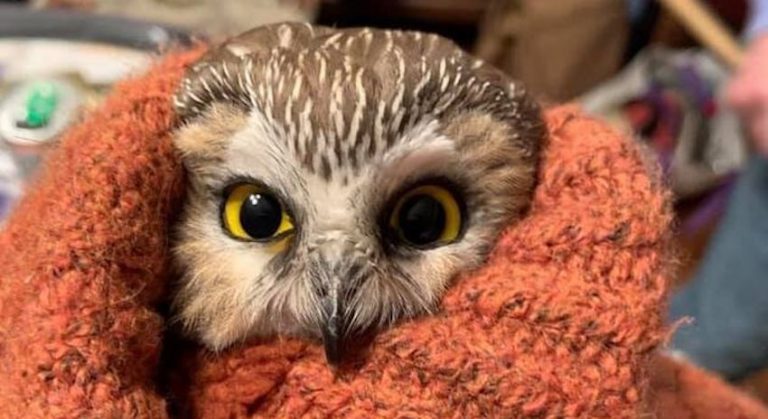 Tiny Owl Discovered In Rockefeller Center Christmas Tree Is On The Mend
