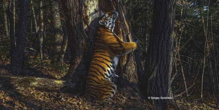 Winning Photos From Wildlife Photographer Of The Year Stun And Delight