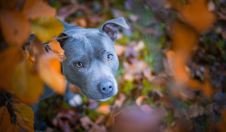 16 Delightful Photos Of Dogs Enjoying Autumn