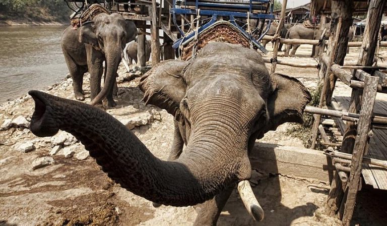 Elephant Tourism Can Hold A Dark Secret For Many Animals